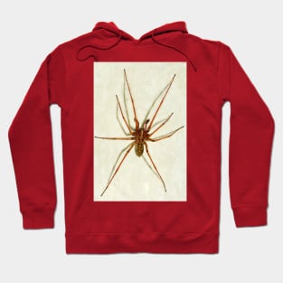 House Spider Hoodie